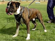 boxer dog harness