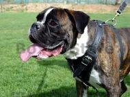 Boxer leather dog harness