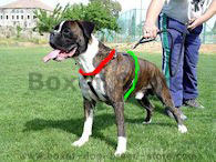 size dog harness