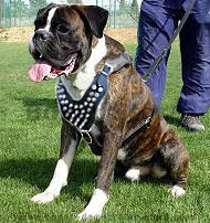 Boxer Spiked leather dog harness- deluxe leather spiked harness Boxer Spiked leather dog harness- deluxe leather spiked harness