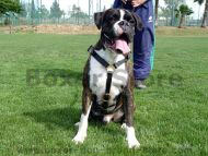 Luxury handcrafted leather dog harness made To Fit Boxer Luxury handcrafted leather dog harness made To Fit Boxer