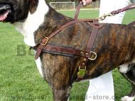 Harness for Boxer