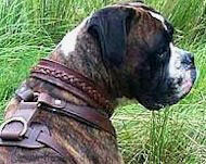 boxer dog collar and dog harness