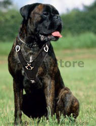 Boxer Exclusive Luxury Handcrafted Padded Leather Dog Harness Boxer Exclusive Luxury Handcrafted Padded Leather Dog Harness