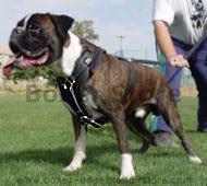 Exclusive Luxury Handcrafted attack boxer Leather Dog Harness Exclusive Luxury Handcrafted attack boxer Leather Dog Harness