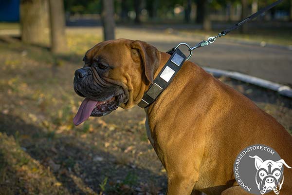 Boxer nylon collar with strong fittings for walking