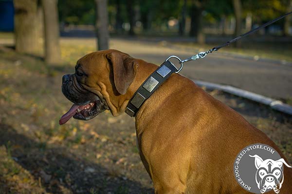 Boxer nylon collar with vintage plates for daily walks