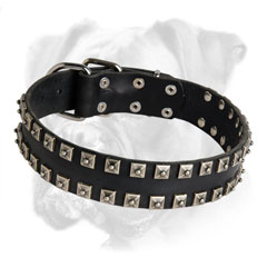 Exclusive decorated leather Boxer collar