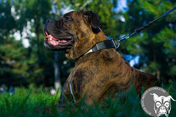 Extra strong leather Boxer collar