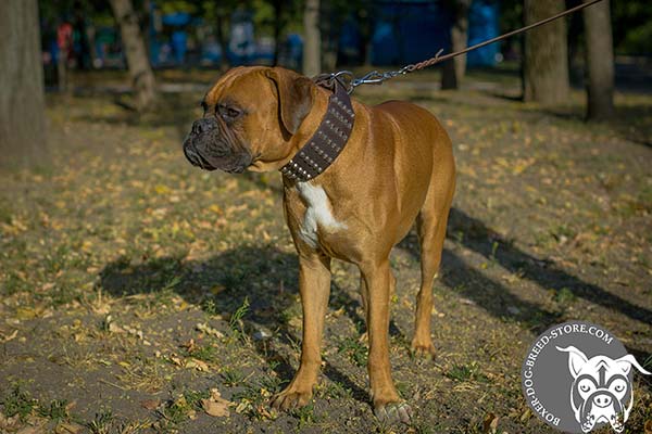 Decorated leather collar for Boxer