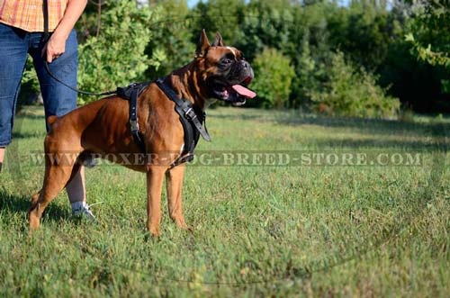 Boxer dog agitation harness