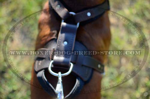 Nickel plated D-ring and secure rivets for Boxer harness