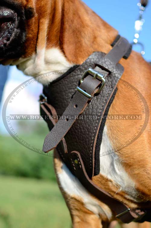 Agitation leather Boxer harness with wide soft padded chest plate