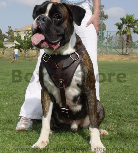 boxer dog harness, leather dog harness for boxer dog 
