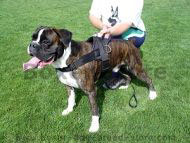 All Weather dog harness for tracking Designed to fit Boxer All Weather dog harness for tracking Designed to fit Boxer