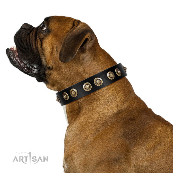 Everyday use dog collar of leather with incredible studs