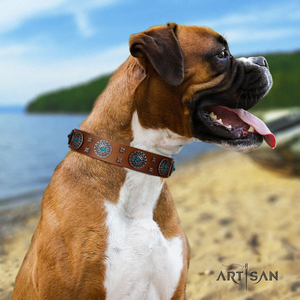 Boxer genuine leather collar with strong fittings for everyday walking