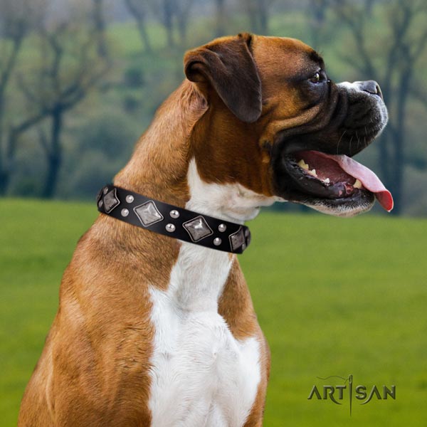 Boxer significant natural leather collar with corrosion resistant buckle