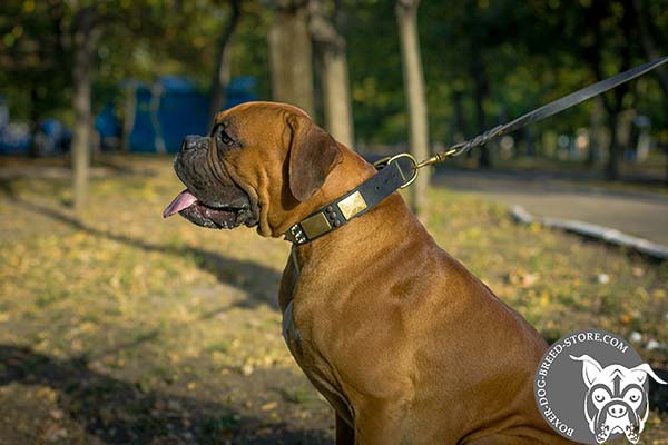 Leather Boxer collar for comfortable walking