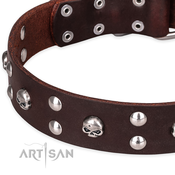 Daily leather dog collar with stunning studs