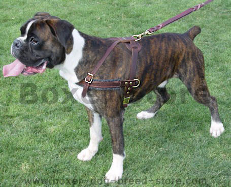 boxer dog harness for dog trainig