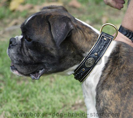 Luxury leather dog collars handmade in England