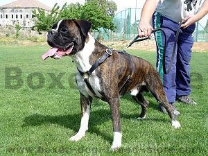 Boxer store puppy training